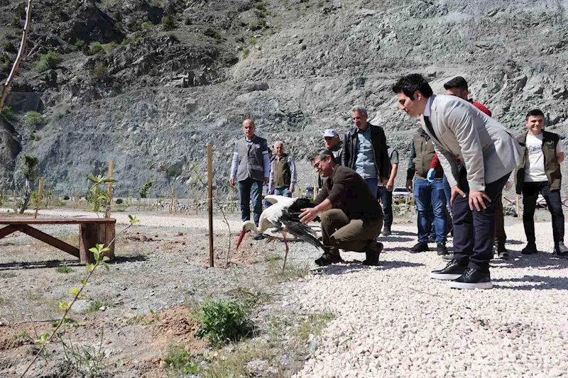 Artvin’de tedavisi tamamlanan leylek doğaya bırakıldı
