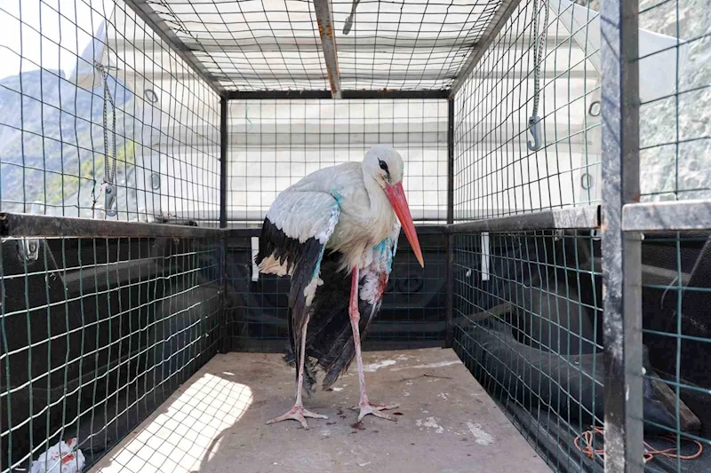 Artvin’de tedavisi tamamlanan leylek doğaya bırakıldı
