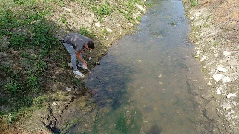 Tarım ilaçları deredeki balıkları telef etti
