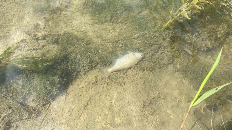 Tarım ilaçları deredeki balıkları telef etti
