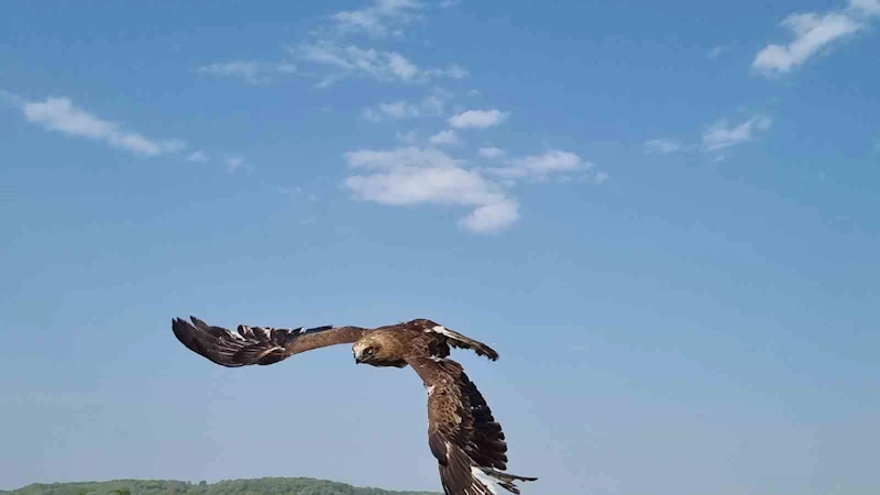 Sinop’ta ilginç olay: Valinin doğaya saldığı kartal kadına saldırdı
