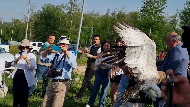Sinop’ta ilginç olay: Valinin doğaya saldığı kartal kadına saldırdı
