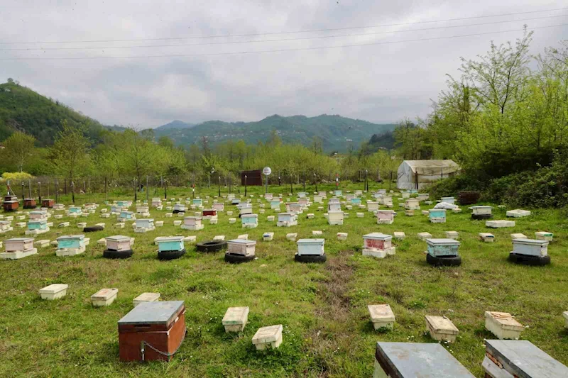 Ordu’da ana arı yetiştiriciliği yaygınlaşıyor
