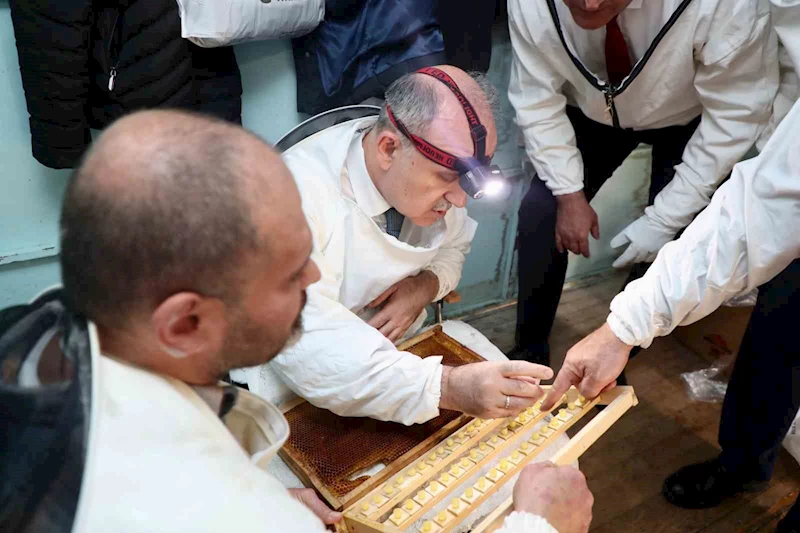 Ordu’da ana arı yetiştiriciliği yaygınlaşıyor
