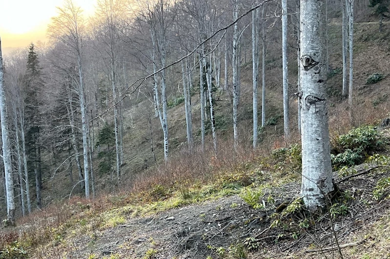 Orman gençleştirme sahaları kontrol edildi
