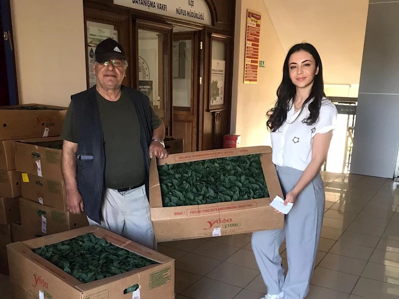 Abana’da çiftçilere 20 bin sebze fidesi dağıtıldı
