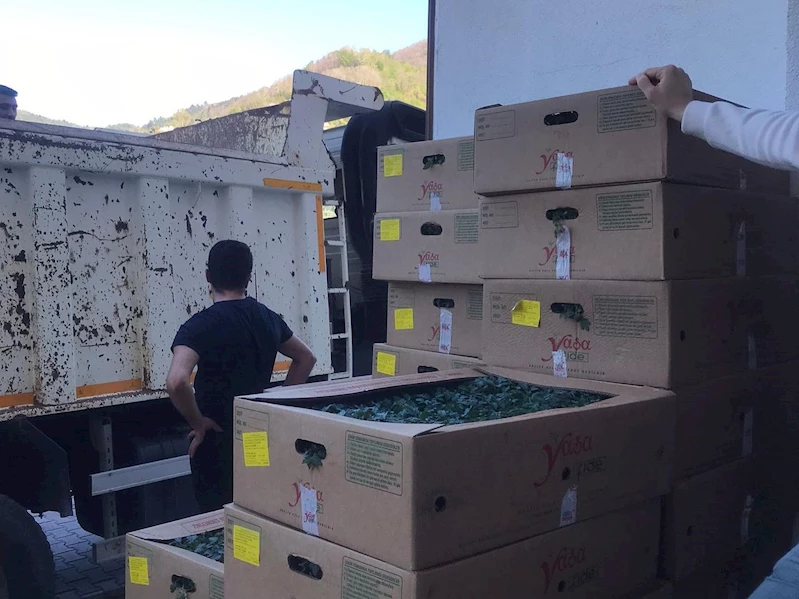 Abana’da çiftçilere 20 bin sebze fidesi dağıtıldı
