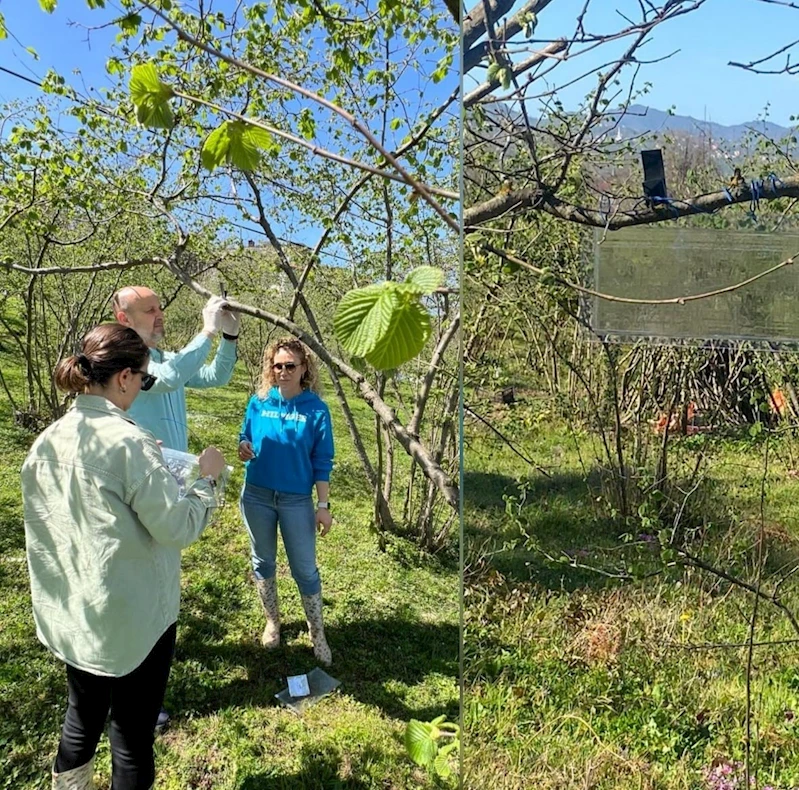 Kahverengi kokarca, fındık rekoltesini tehdit ediyor
