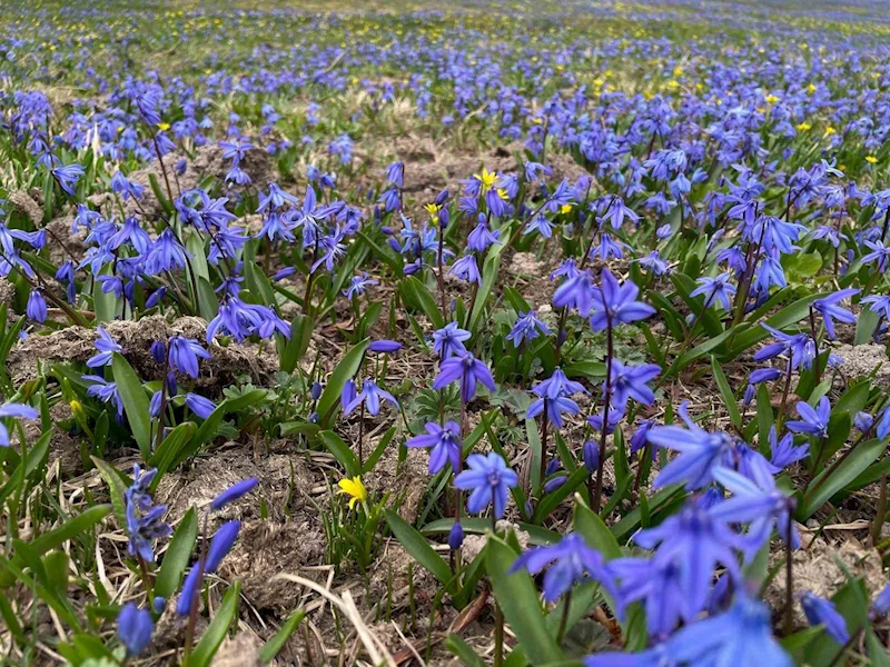 Kadıralak’ta soldular, Honefter de açtılar
