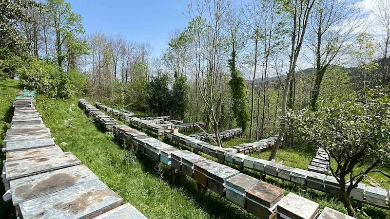 Anzer balı üretimi yapan arıcılar yeni sezondan ümitli
