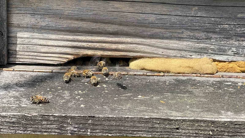 Anzer balı üretimi yapan arıcılar yeni sezondan ümitli
