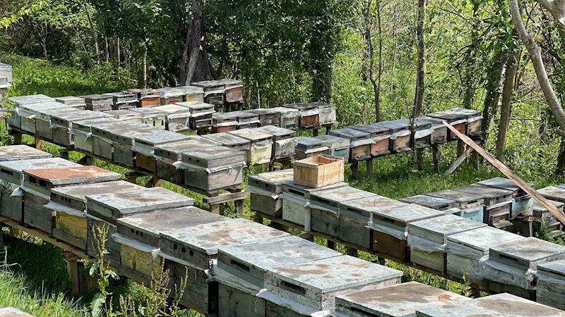 Anzer balı üretimi yapan arıcılar yeni sezondan ümitli
