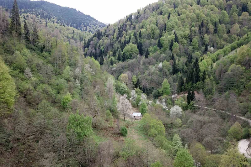 Gümüşhane’nin saklı cenneti Çağlayandibi Şelalesi baharla coştu
