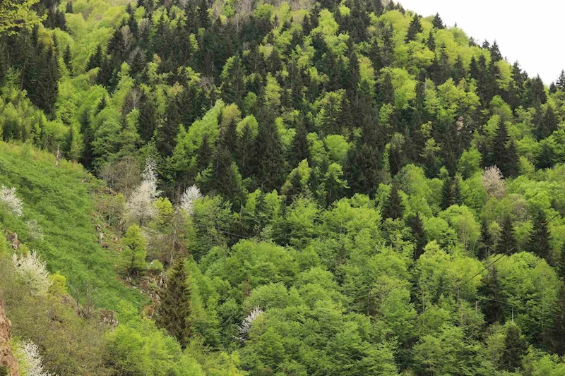 Gümüşhane’nin saklı cenneti Çağlayandibi Şelalesi baharla coştu
