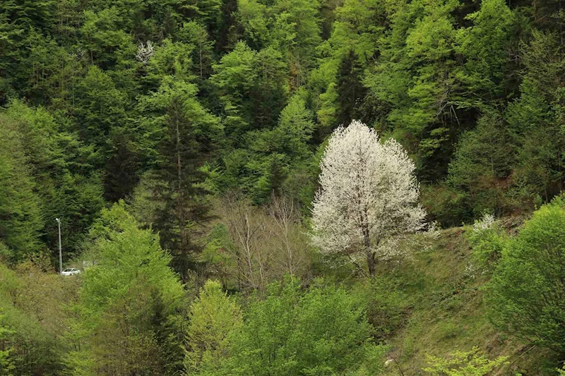 Gümüşhane’nin saklı cenneti Çağlayandibi Şelalesi baharla coştu
