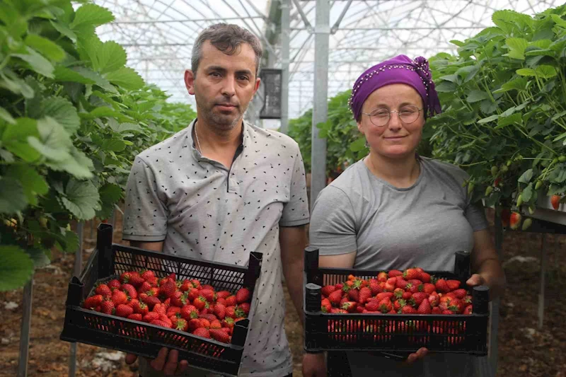 Topraksız tarım sistemiyle çilek üretimine başladılar: Yıllık kazanç hedefleri 5 milyon TL
