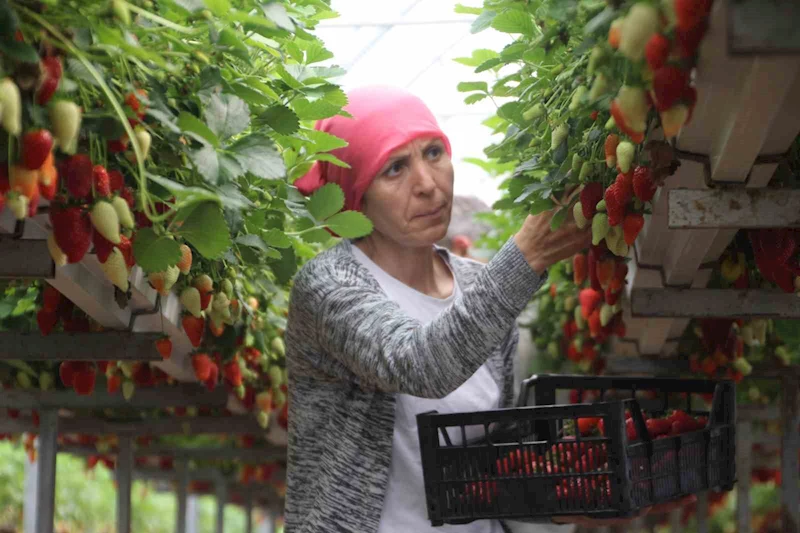 Topraksız tarım sistemiyle çilek üretimine başladılar: Yıllık kazanç hedefleri 5 milyon TL
