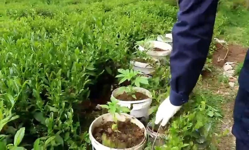 Rize’de uyuşturucu operasyonu: 5 gözaltı
