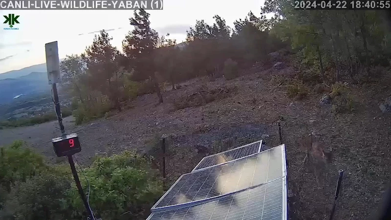 Gecenin hayaleti gündüz görüntülendi
