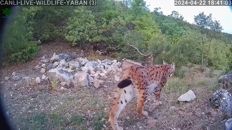 Gecenin hayaleti gündüz görüntülendi
