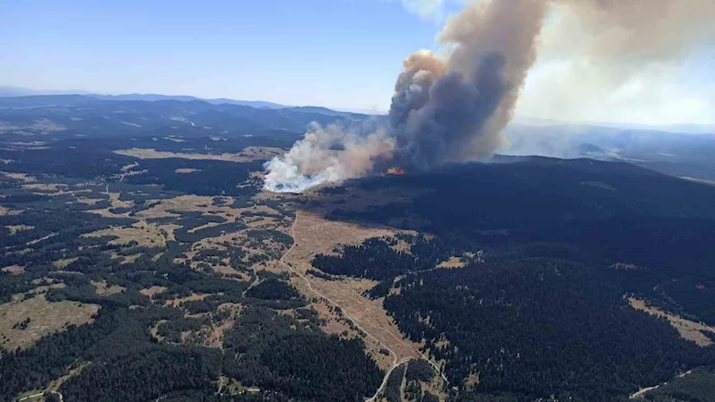 Gerede’de yanan ormanlık alan küllerinden yeniden doğuyor
