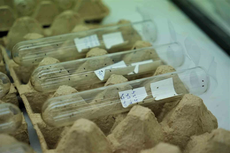 150 bin samuray arısı kahverengi kokarca ile mücadele edecek
