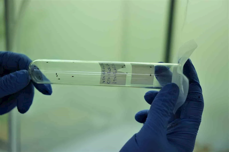 150 bin samuray arısı kahverengi kokarca ile mücadele edecek
