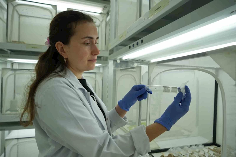 150 bin samuray arısı kahverengi kokarca ile mücadele edecek
