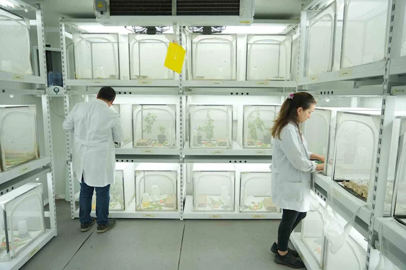 150 bin samuray arısı kahverengi kokarca ile mücadele edecek
