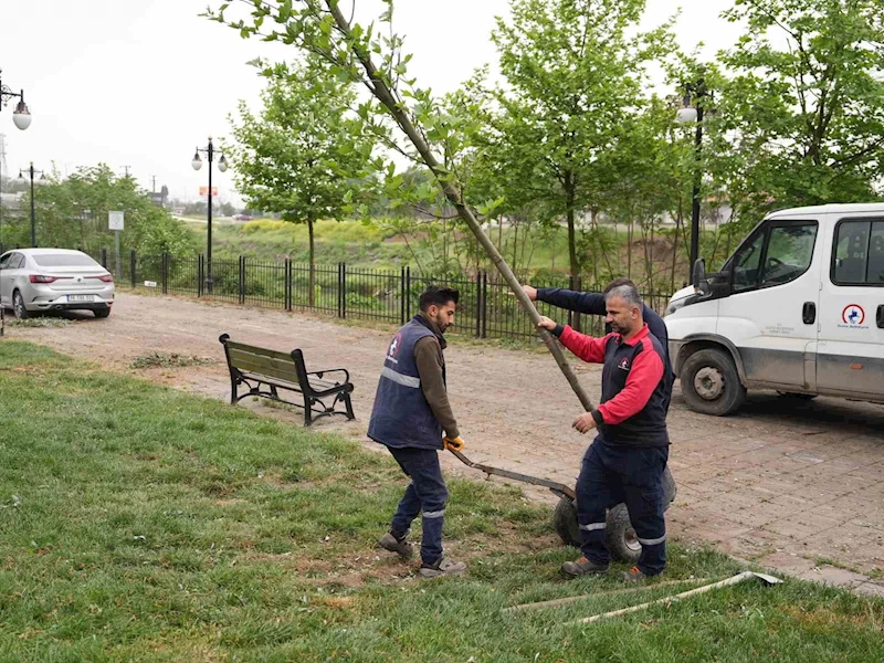 5 yılda 7 bin 140 ağaç toprakla buluştu
