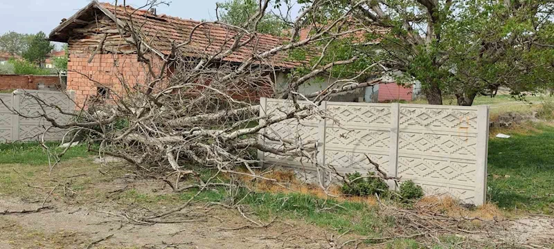 Fırtına asırlık dev ceviz ağacını söktü
