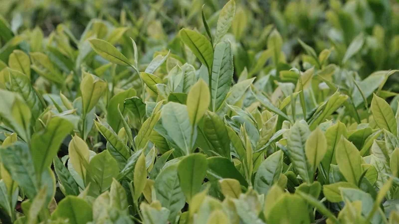 Çayın düşmanı: ‘Telgraf otu’
