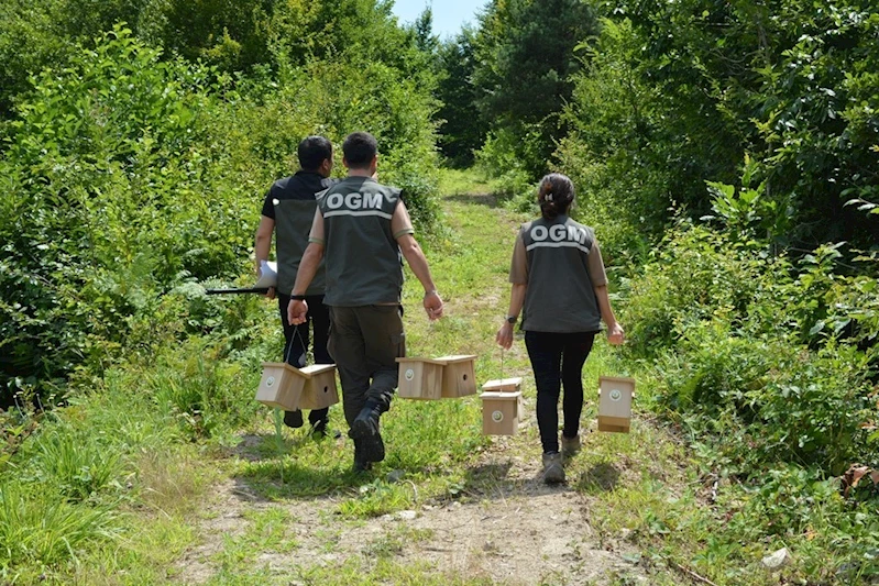Artvin ormanlarında zararlı böceklerle karşı kuşlar devrede
