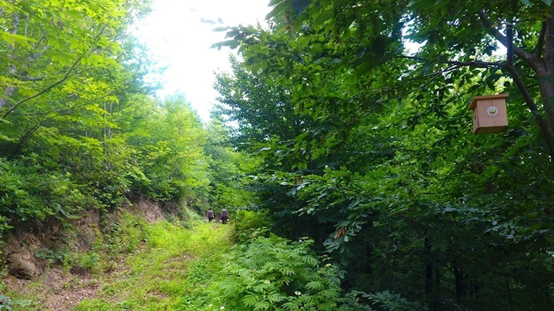 Artvin ormanlarında zararlı böceklerle karşı kuşlar devrede
