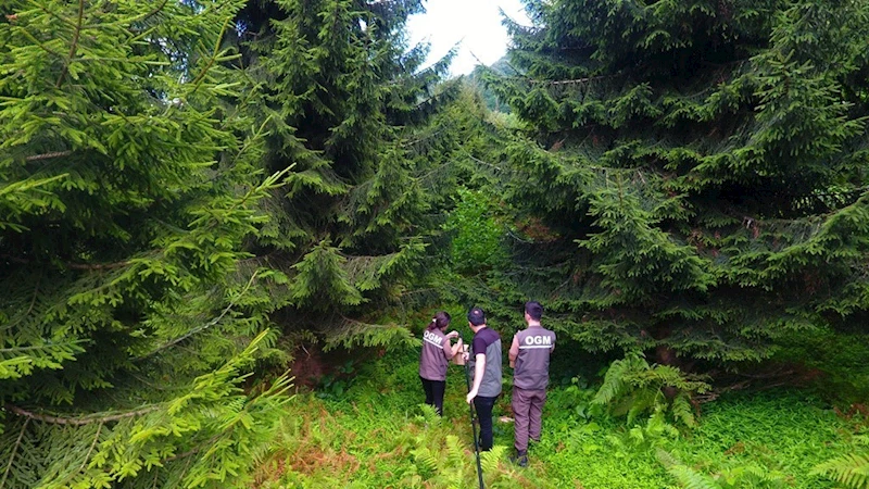 Artvin ormanlarında zararlı böceklerle karşı kuşlar devrede
