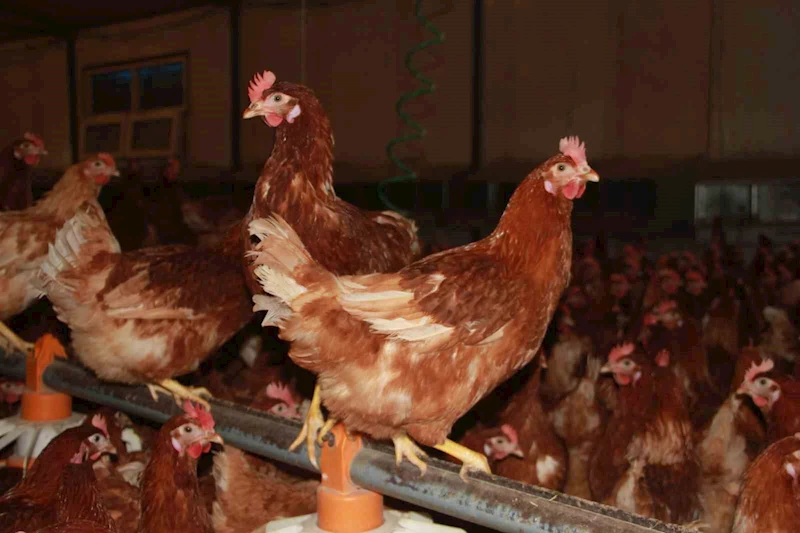 Ordu’da yumurta üretimi yıllık 40 milyonu aştı
