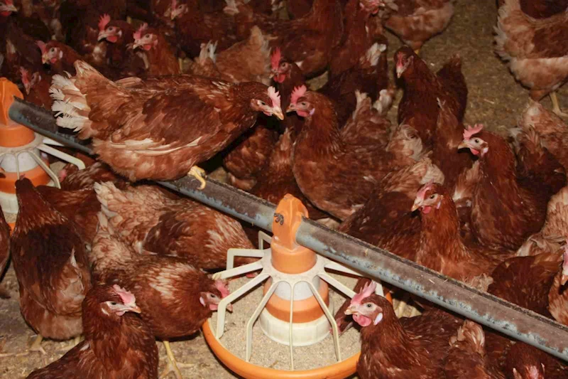 Ordu’da yumurta üretimi yıllık 40 milyonu aştı
