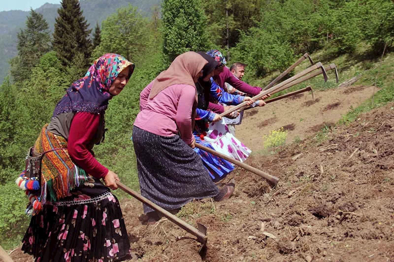 Giresun’un Çanakçı ilçesinde asırlık imece geleneği yaşatılıyor
