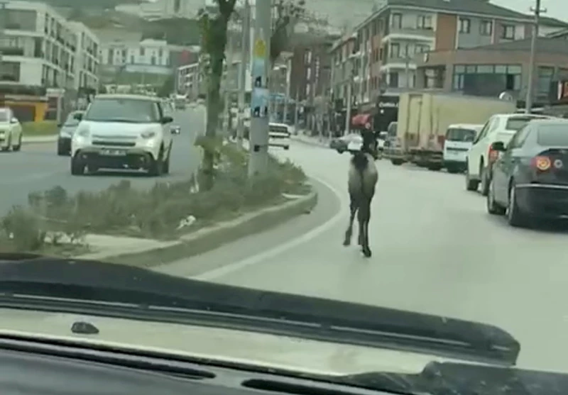 Başıboş tay trafiği karıştırdı
