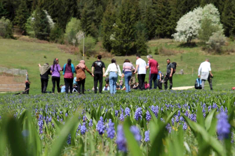 Gümüşhane’de mavi sümbüller arasında doğa yürüyüşü

