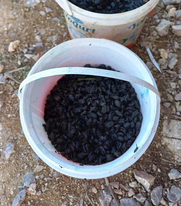 "Baklazınnı" zararlısına karşı biyoteknik mücadele uyarısı
