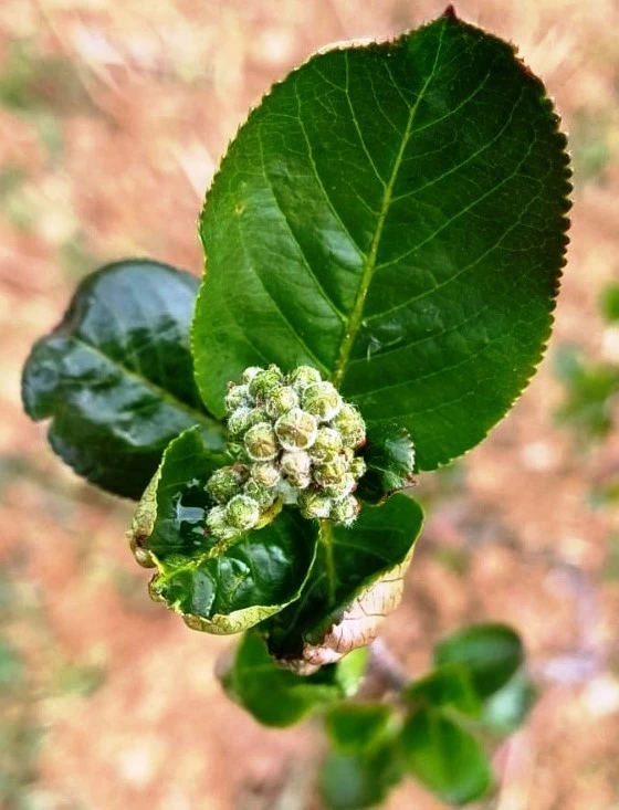 "Baklazınnı" zararlısına karşı biyoteknik mücadele uyarısı
