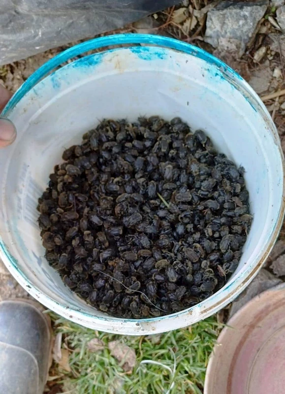 "Baklazınnı" zararlısına karşı biyoteknik mücadele uyarısı
