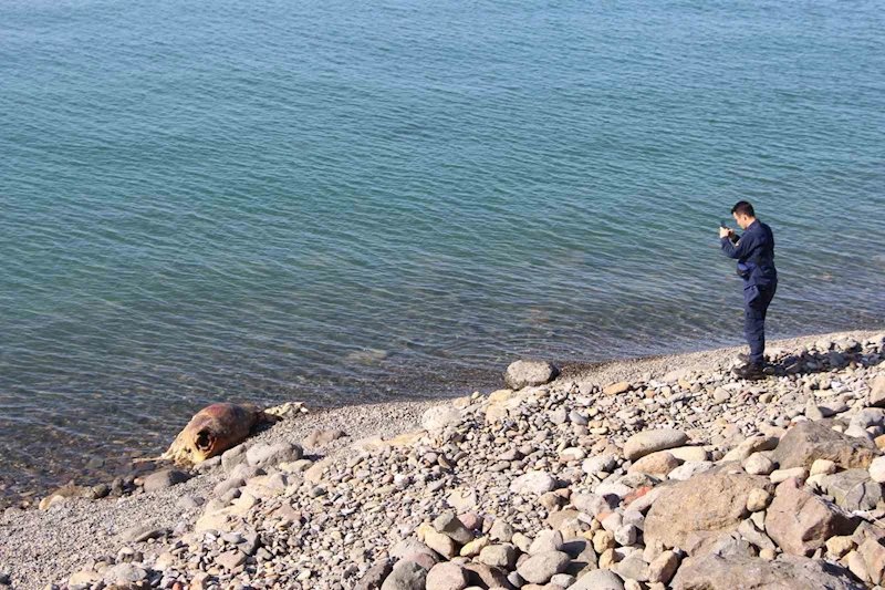 Bu inek ’Ferdinand’ kadar şanslı olamadı
