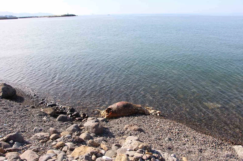 Bu inek ’Ferdinand’ kadar şanslı olamadı
