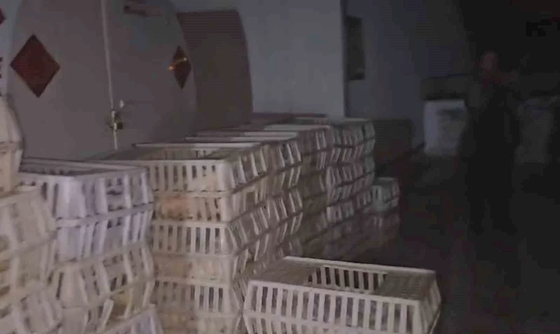 Tavuk hırsızlarına jandarma şoku: Böyle yakalandılar
