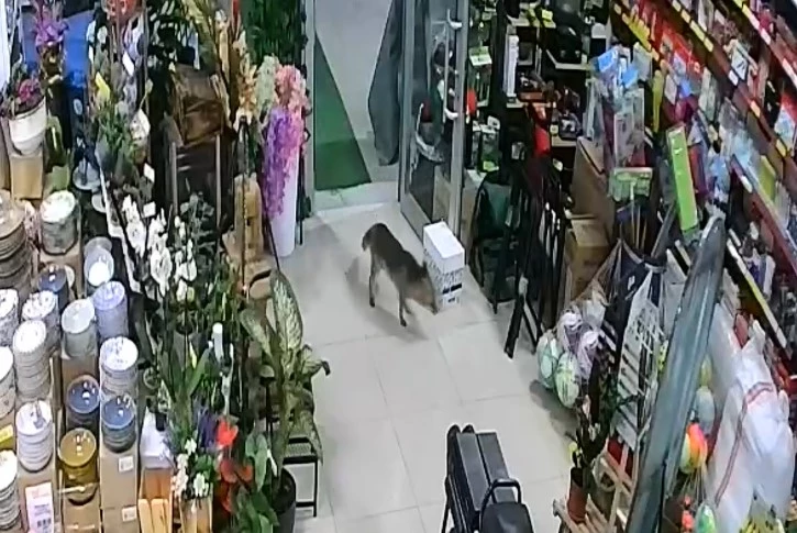 Aç kalan tilki Japon pazarına girdi
