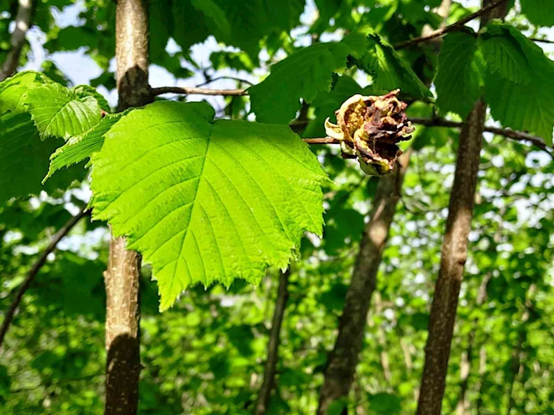 Fındıkta ’kozalak akarı’ ve ’külleme’ ile mücadele
