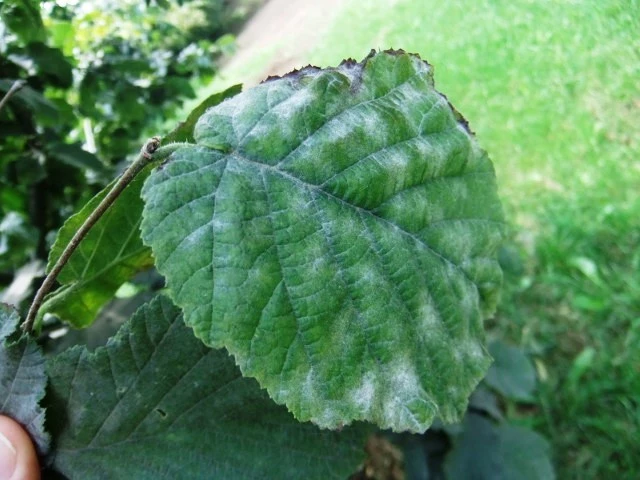 Fındıkta ’kozalak akarı’ ve ’külleme’ ile mücadele
