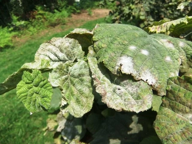 Fındıkta ’kozalak akarı’ ve ’külleme’ ile mücadele
